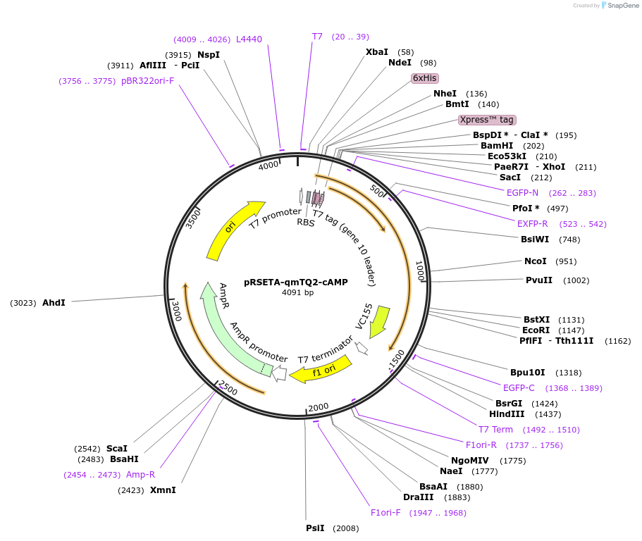225249-plasmid-map-sequence-id-446183