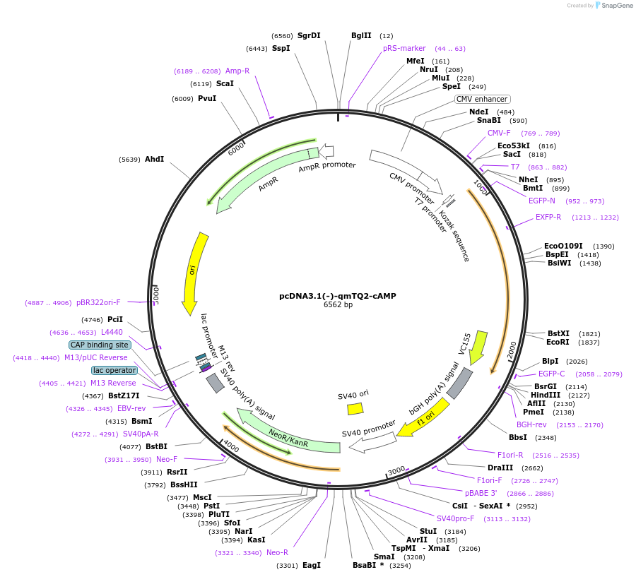 225250-plasmid-map-sequence-id-446184