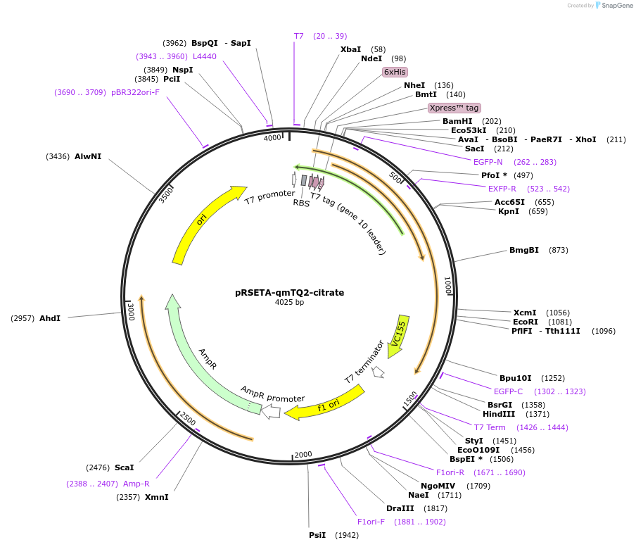 225251-plasmid-map-sequence-id-446185