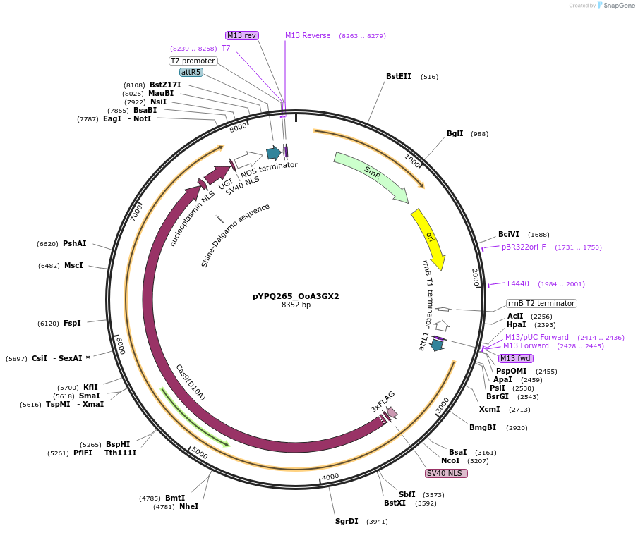 225147-plasmid-map-sequence-id-446206