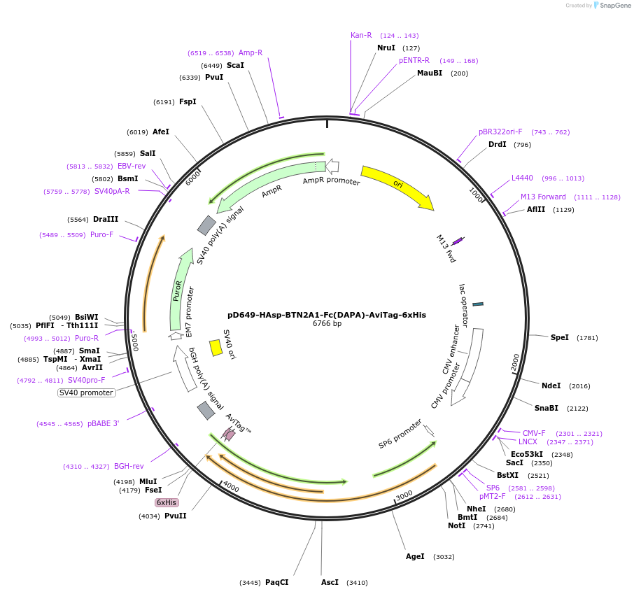 156658-plasmid-map-sequence-id-446211