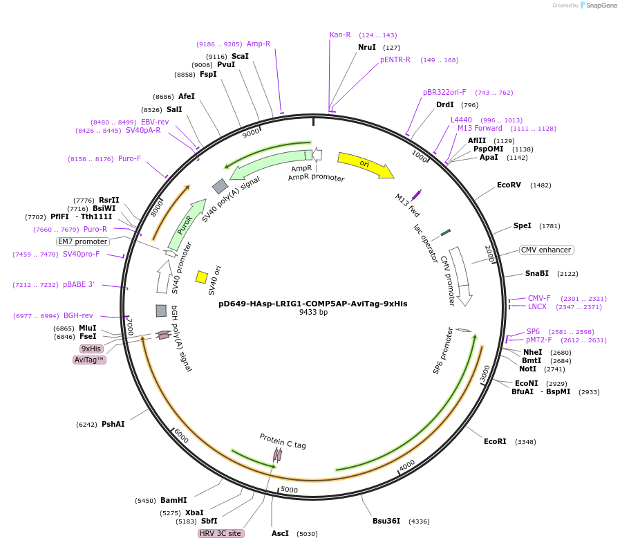 157538-plasmid-map-sequence-id-446214