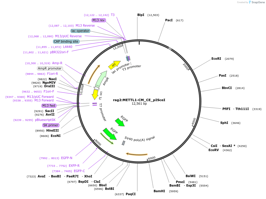 223050-plasmid-map-sequence-id-446221