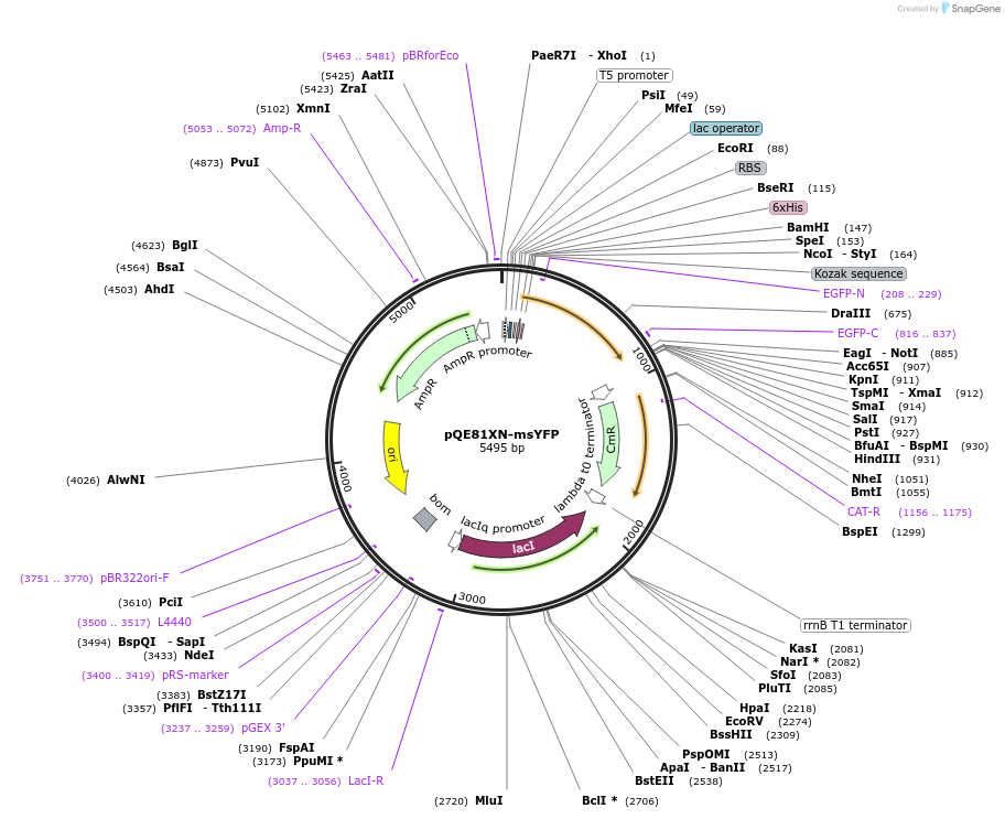 218960-plasmid-map-sequence-id-446223