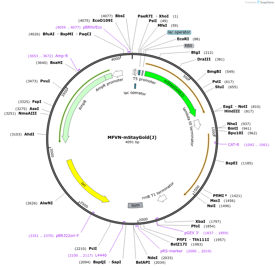 225444-plasmid-map-sequence-id-446224