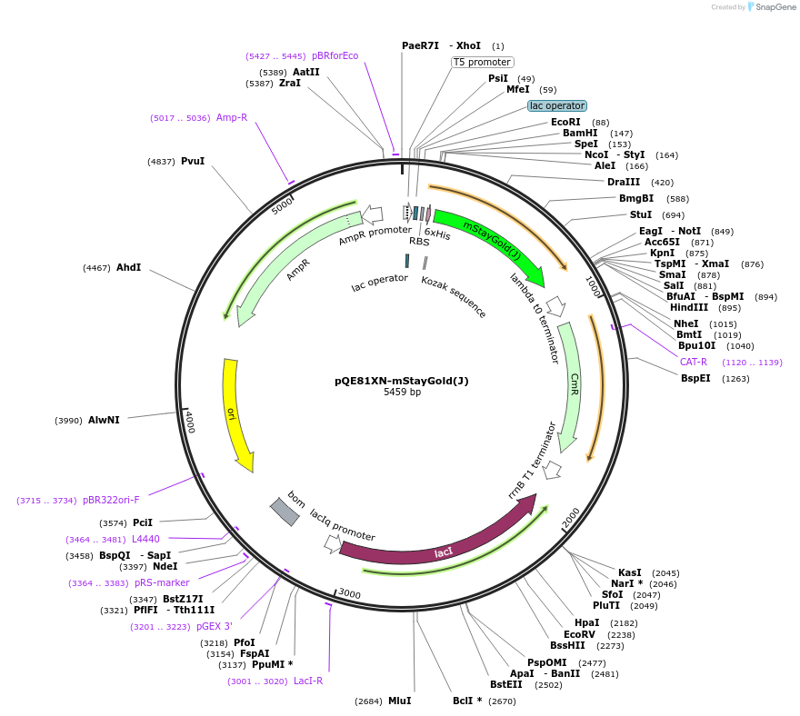 225445-plasmid-map-sequence-id-446225