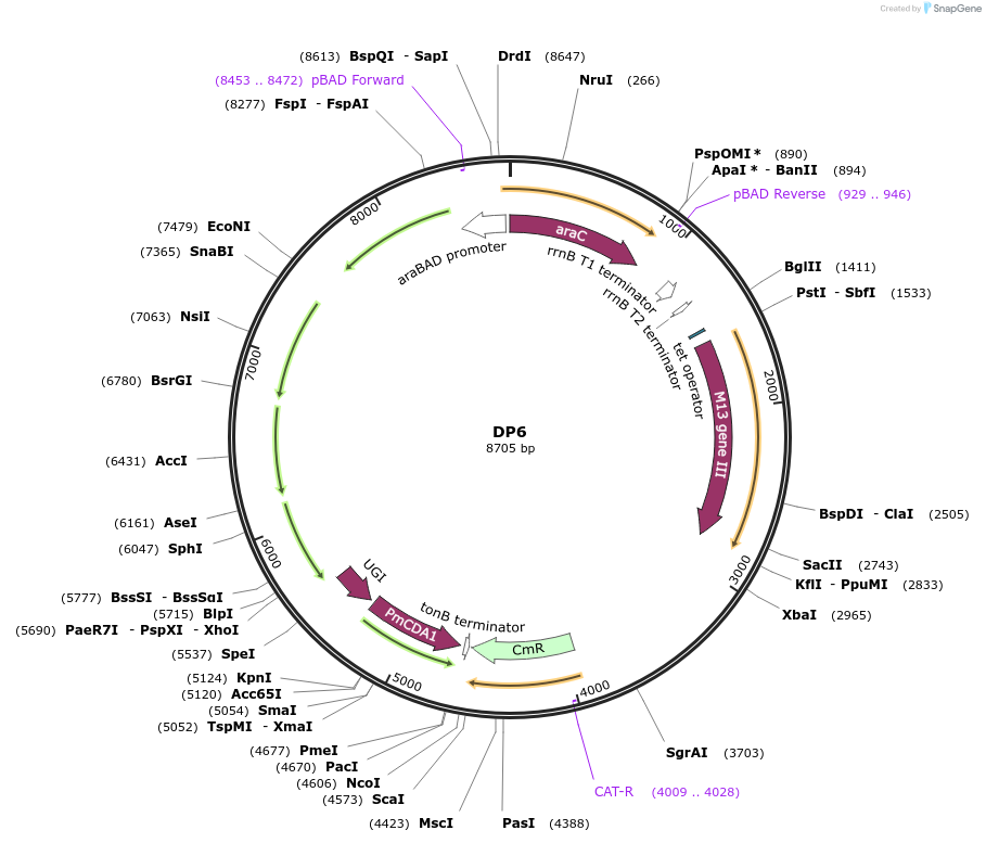 140446-plasmid-map-sequence-id-446226