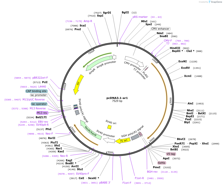 225219-plasmid-map-sequence-id-446230