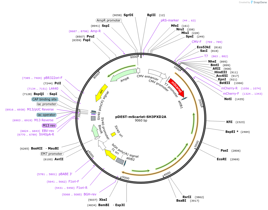 215534-plasmid-map-sequence-id-446274