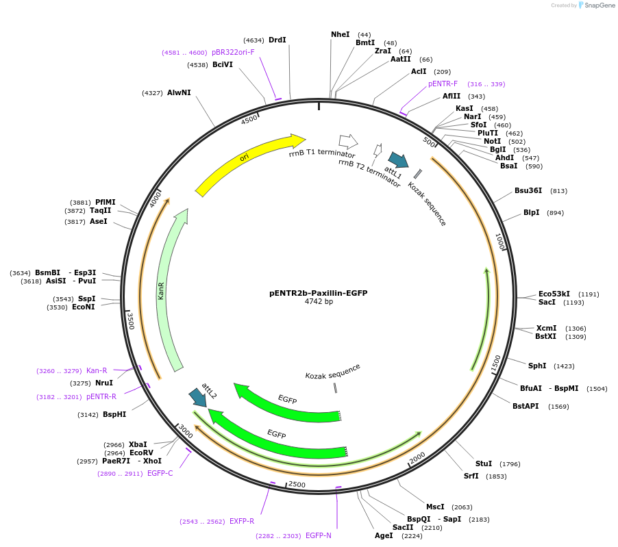 215529-plasmid-map-sequence-id-446281