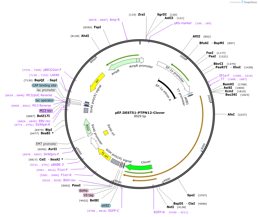 215527-plasmid-map-sequence-id-446284
