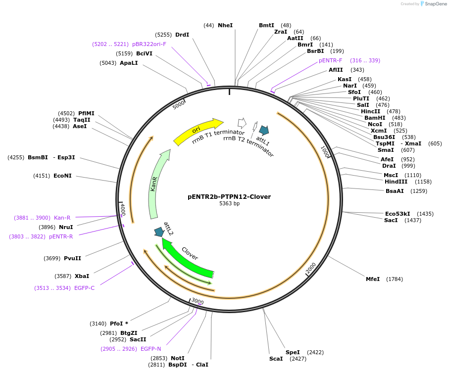 215521-plasmid-map-sequence-id-446289