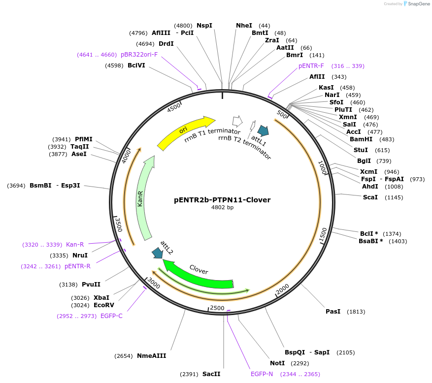 215519-plasmid-map-sequence-id-446290