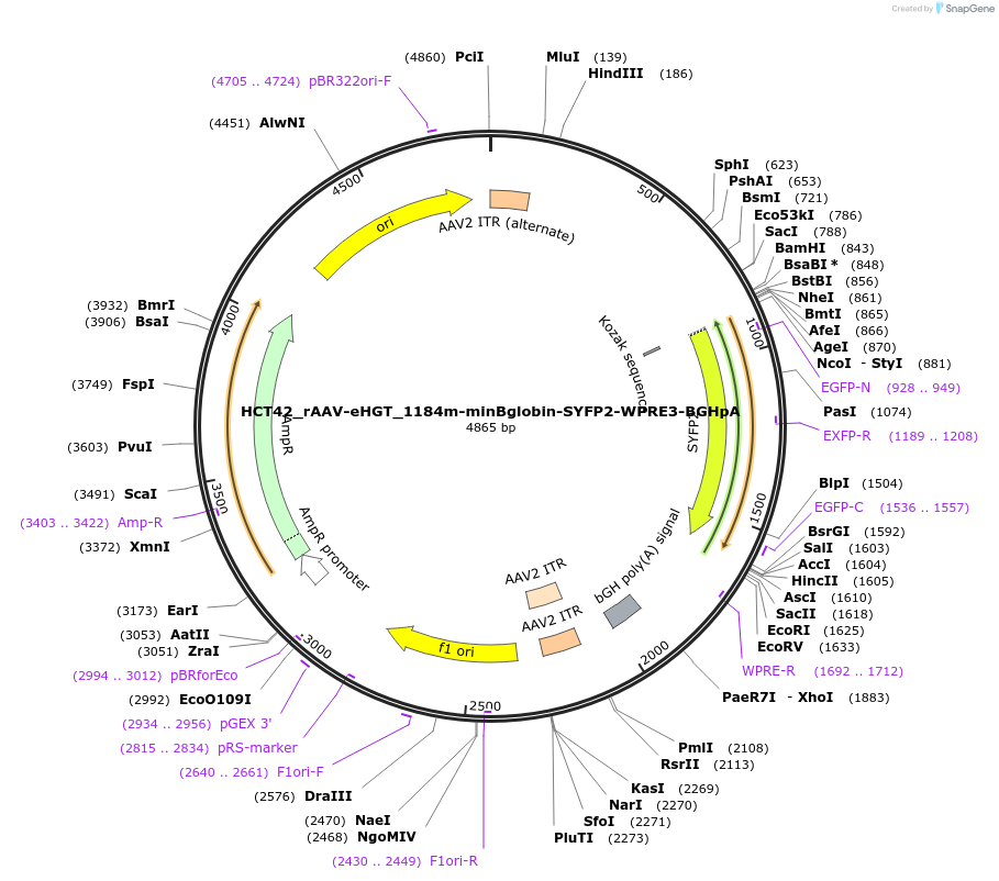 223919-plasmid-map-sequence-id-446470
