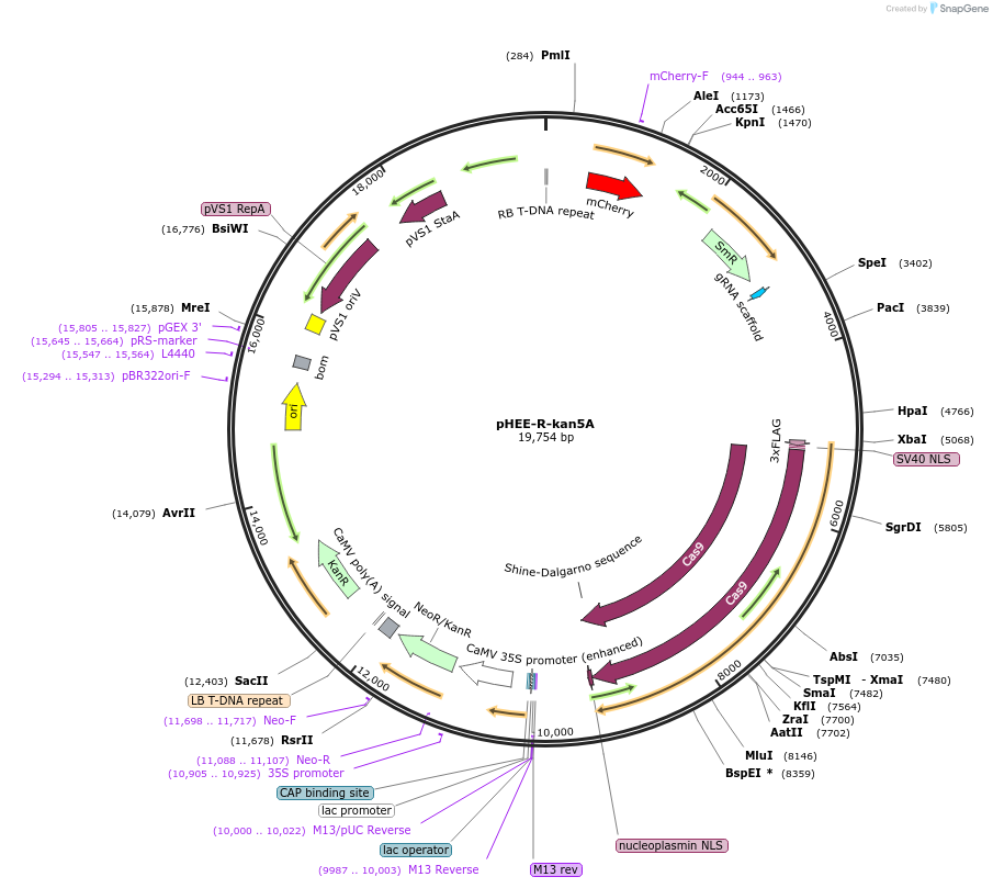 222830-plasmid-map-sequence-id-446480