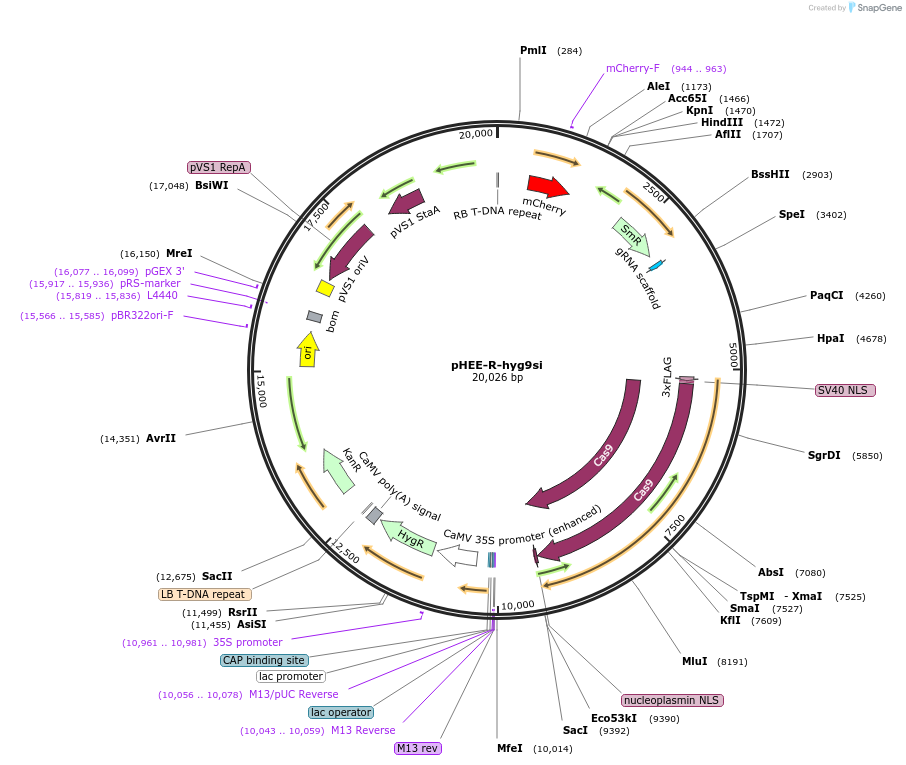 222832-plasmid-map-sequence-id-446482