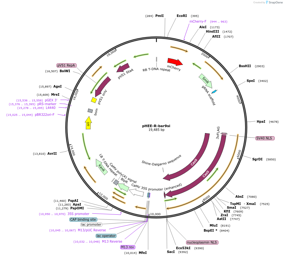 222834-plasmid-map-sequence-id-446485