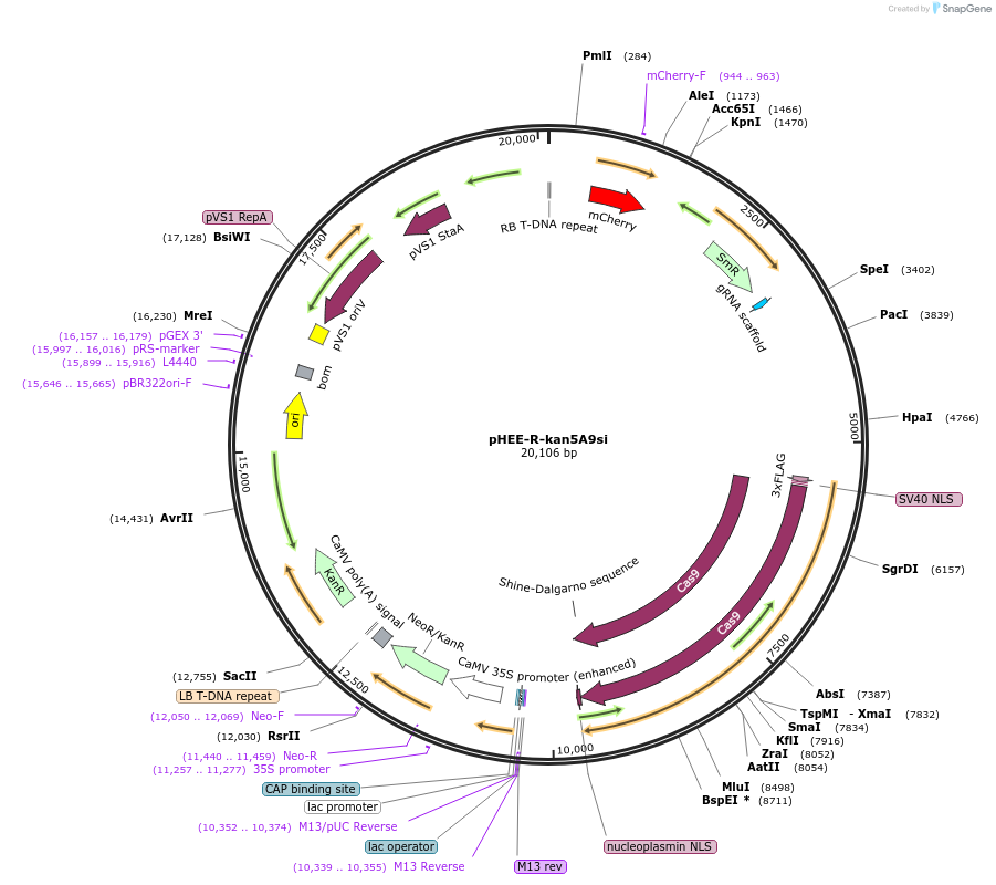 222836-plasmid-map-sequence-id-446487