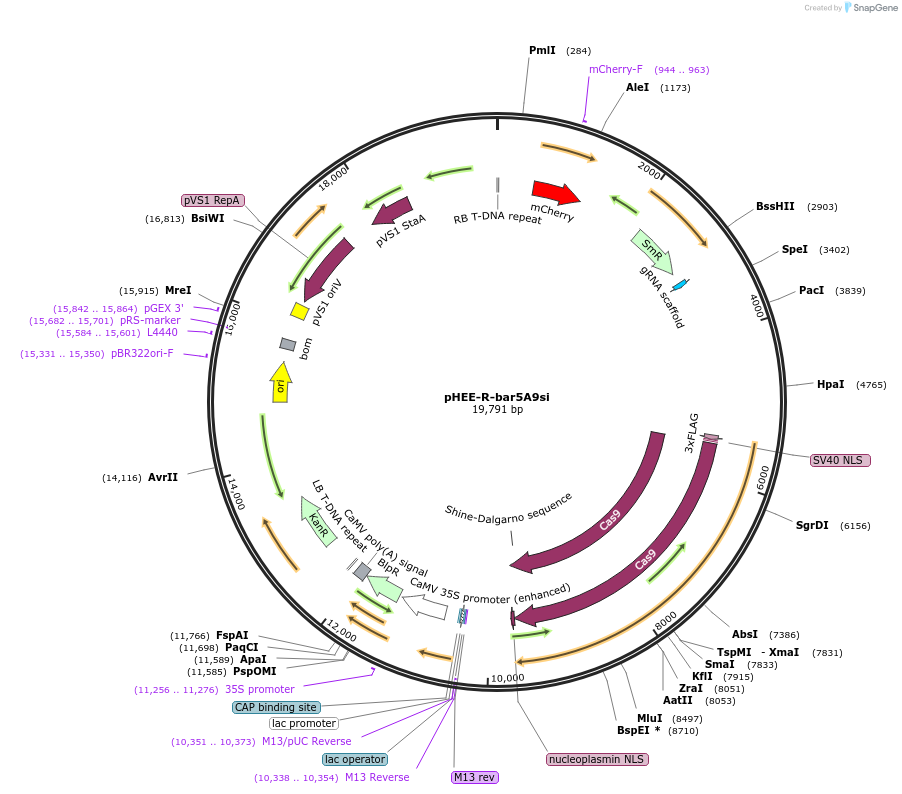 222837-plasmid-map-sequence-id-446488