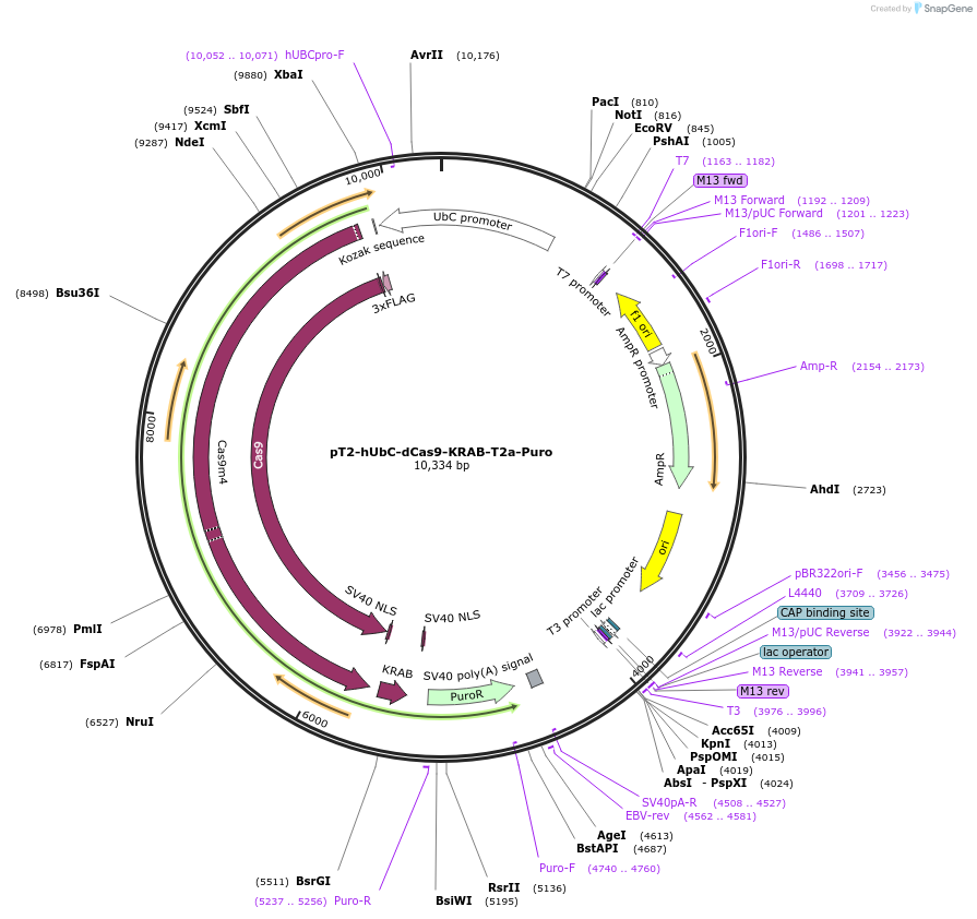 225999-plasmid-map-sequence-id-446489