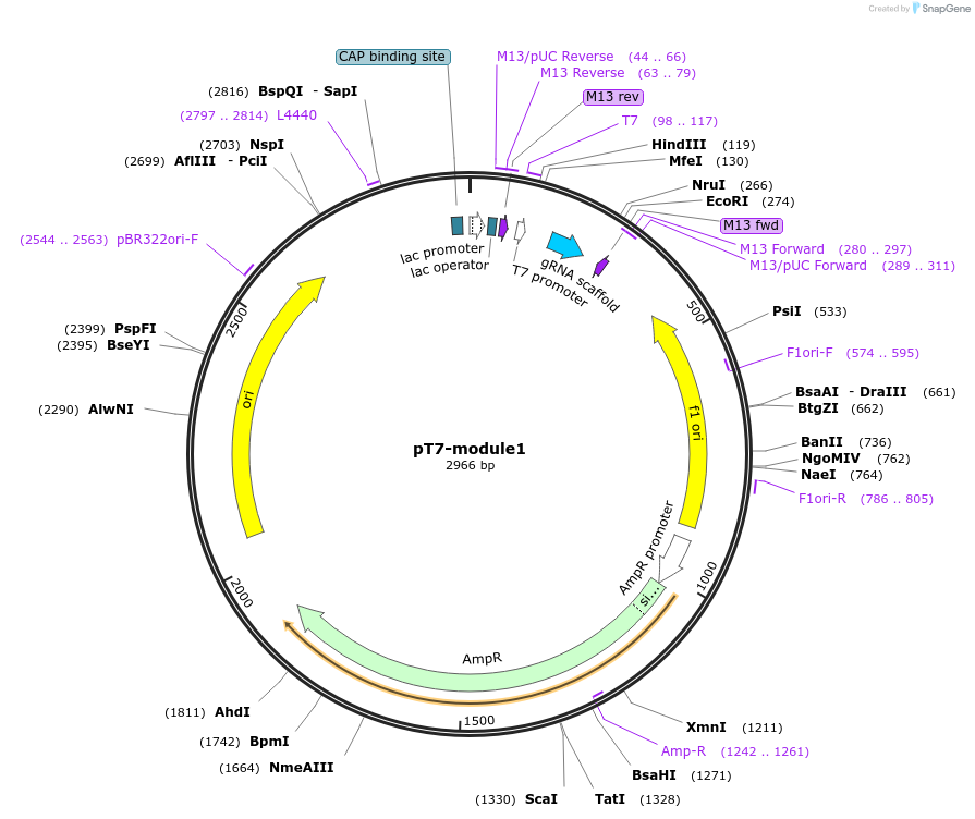 222838-plasmid-map-sequence-id-446490