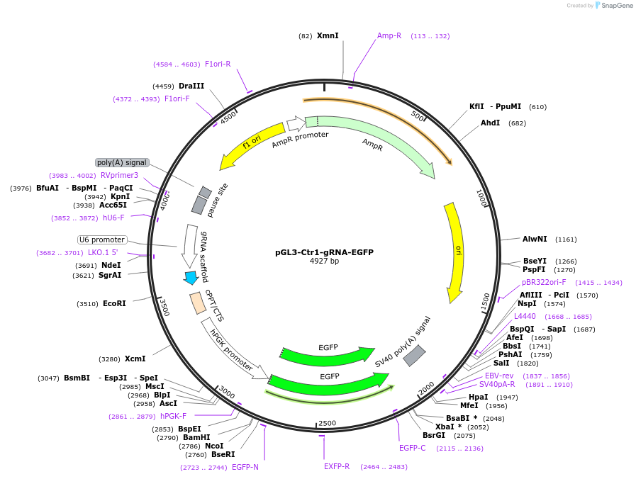 226000-plasmid-map-sequence-id-446491
