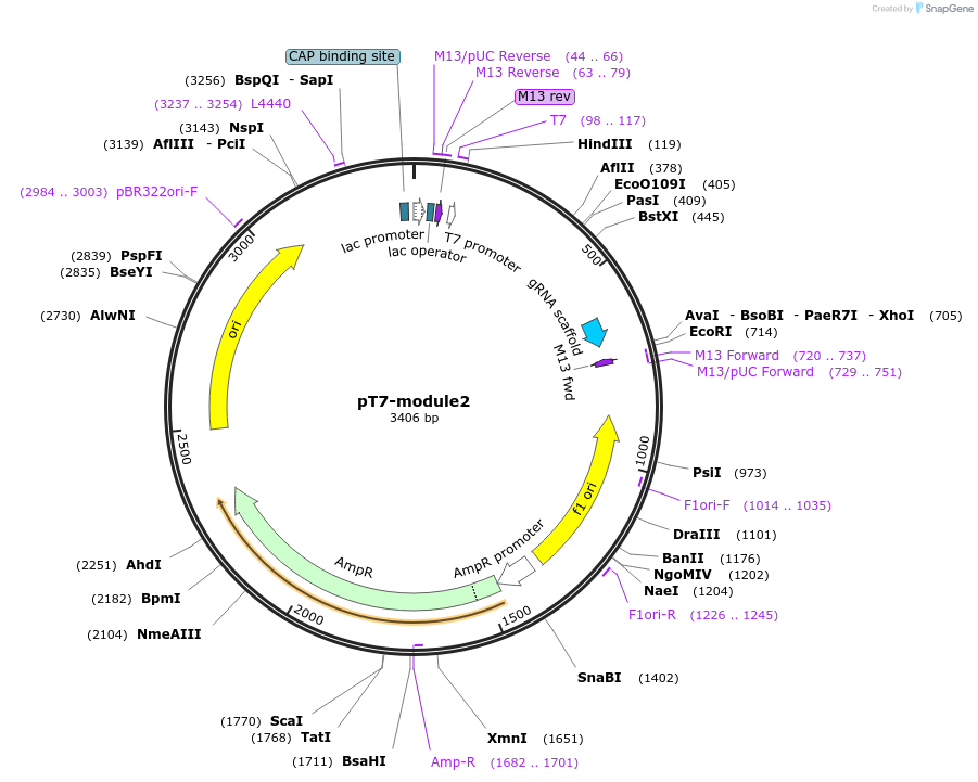222839-plasmid-map-sequence-id-446492
