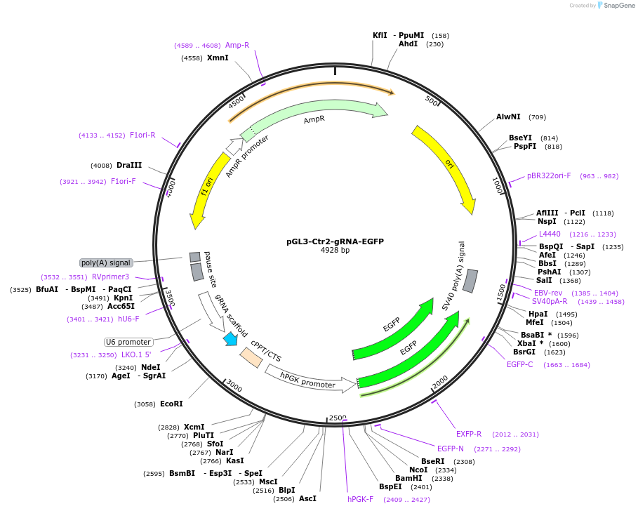 226001-plasmid-map-sequence-id-446493