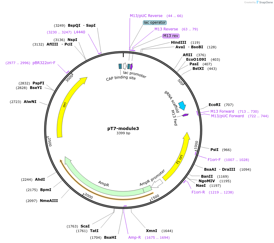 222840-plasmid-map-sequence-id-446494