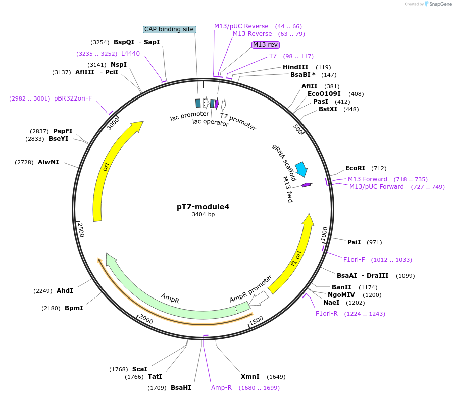 222841-plasmid-map-sequence-id-446496