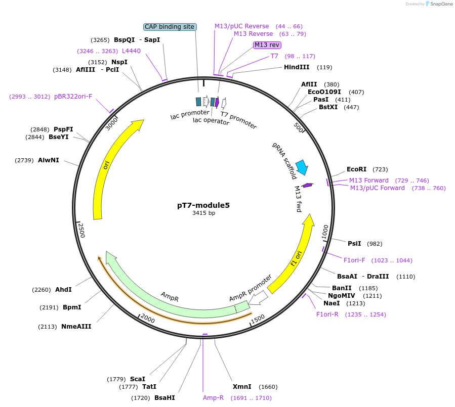 222842-plasmid-map-sequence-id-446497