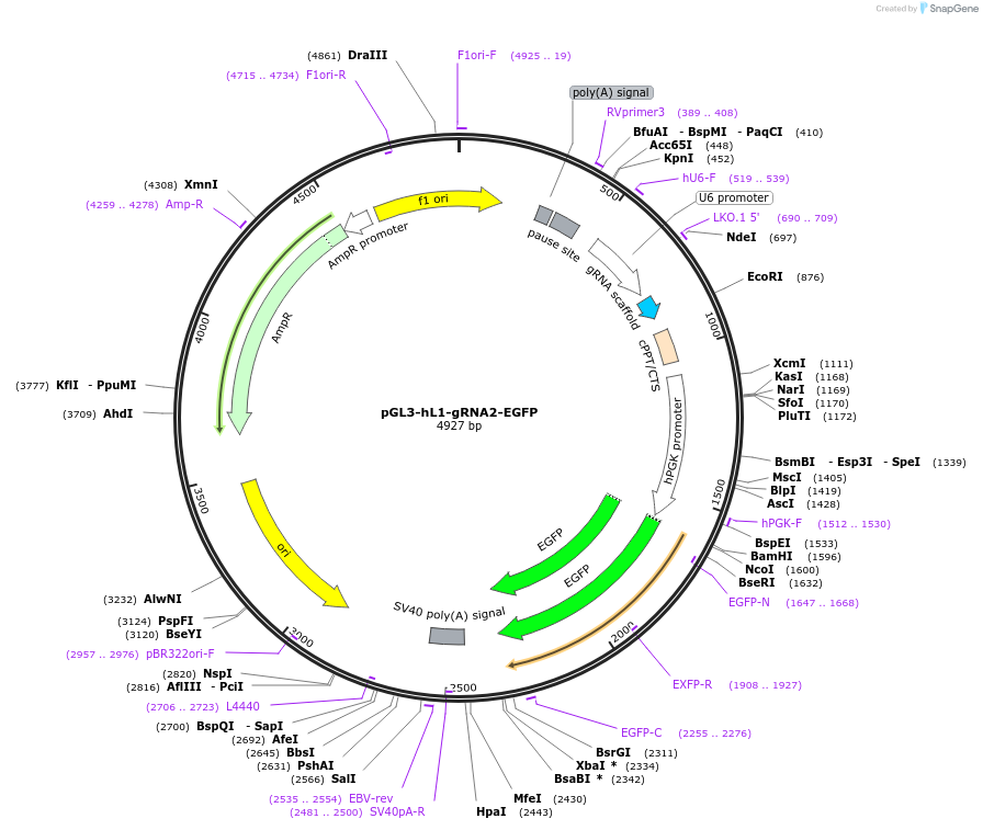 226003-plasmid-map-sequence-id-446498