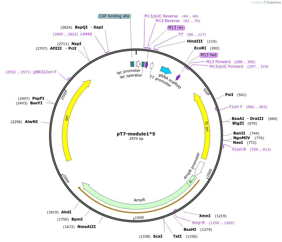 222844-plasmid-map-sequence-id-446502