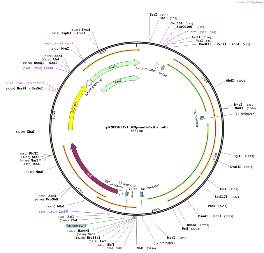 214952-plasmid-map-sequence-id-446511