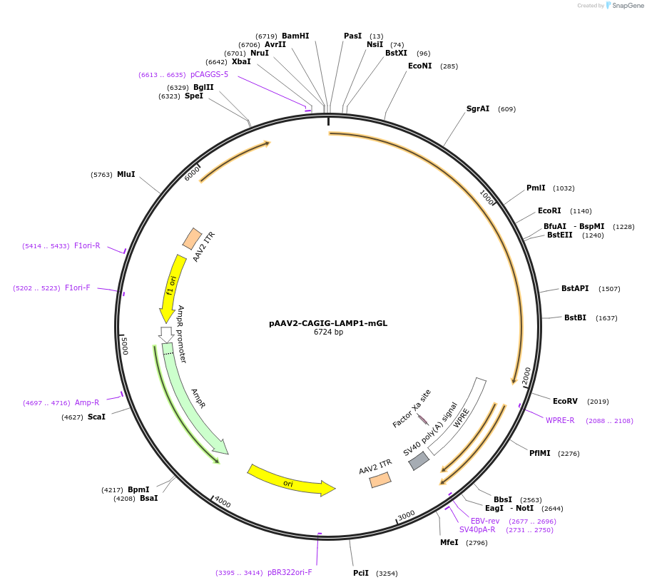 222394-plasmid-map-sequence-id-446519
