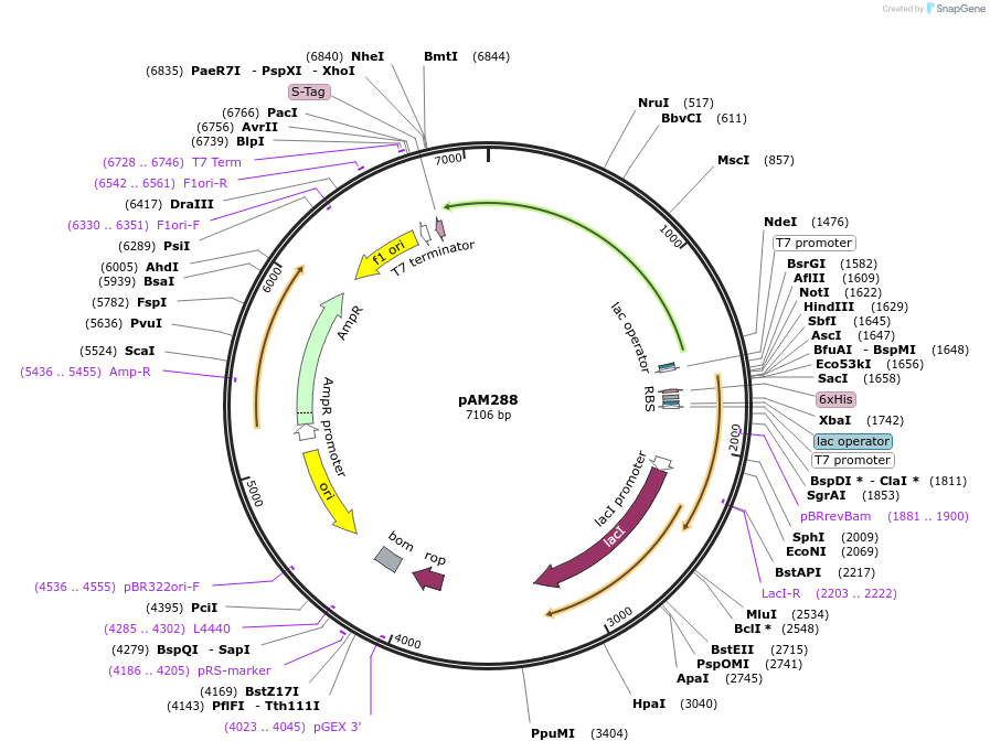 226125-plasmid-map-sequence-id-446596