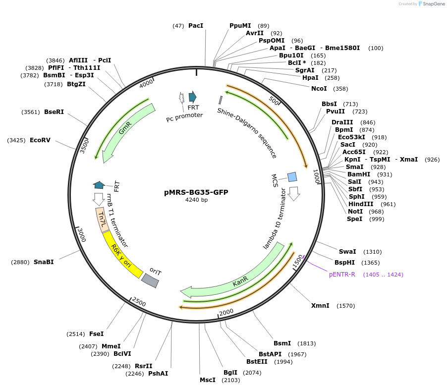220201-plasmid-map-sequence-id-446608