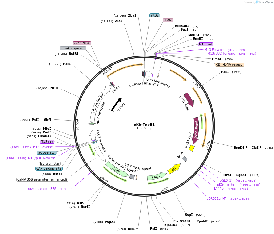 215333-plasmid-map-sequence-id-446611
