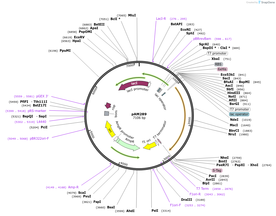 226126-plasmid-map-sequence-id-446635