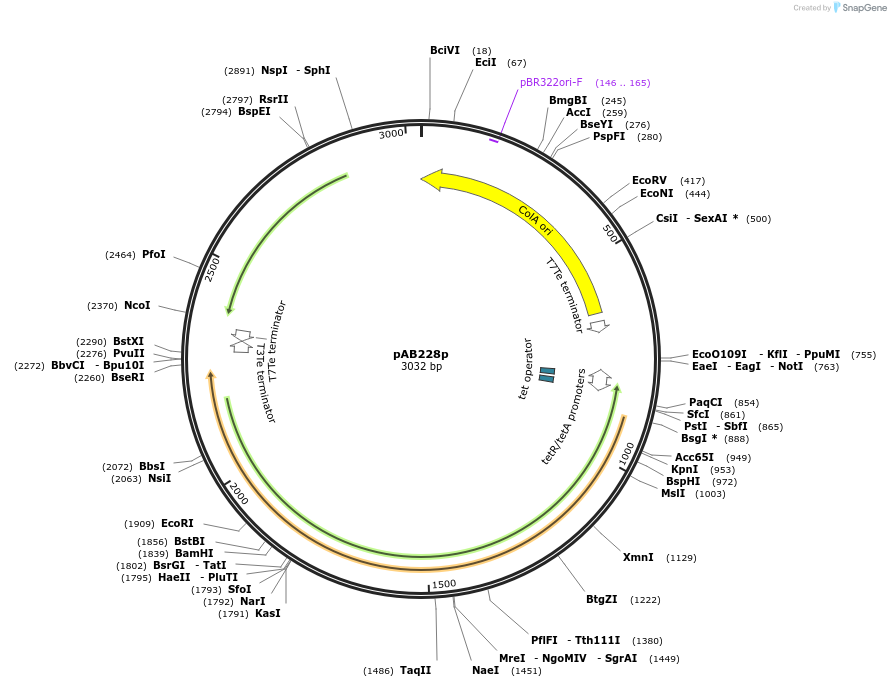 209742-plasmid-map-sequence-id-446697