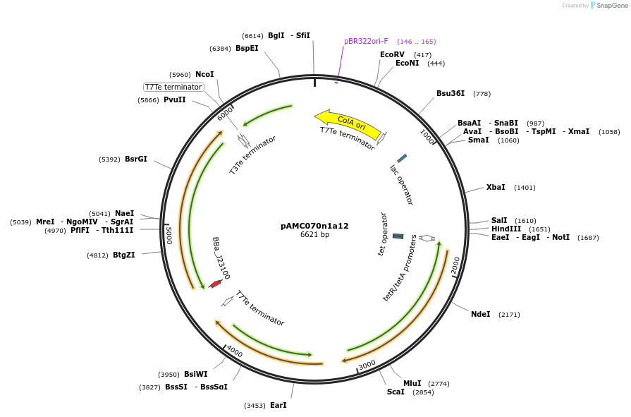 209746-plasmid-map-sequence-id-446699