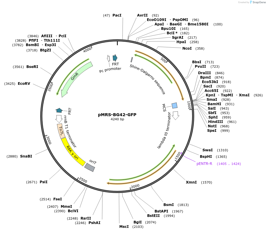 220202-plasmid-map-sequence-id-446711