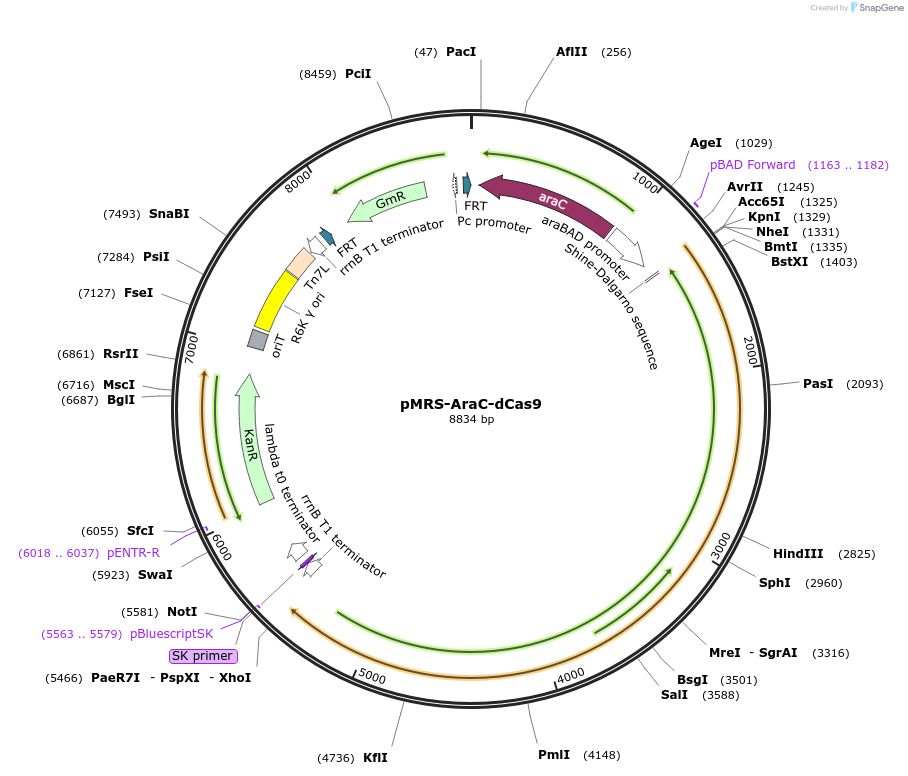 220195-plasmid-map-sequence-id-446712