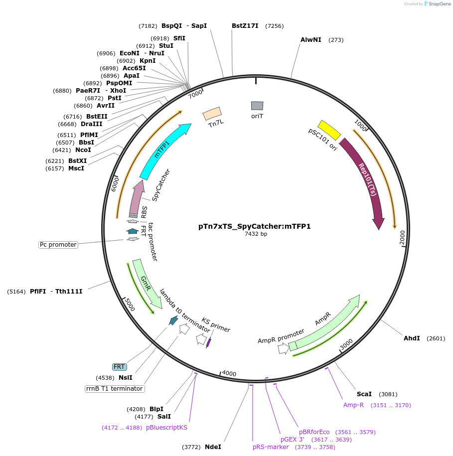 225189-plasmid-map-sequence-id-446748