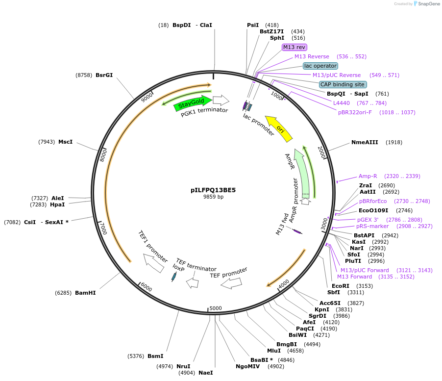 223836-plasmid-map-sequence-id-446753