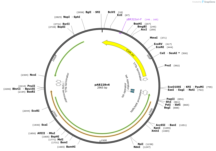 209745-plasmid-map-sequence-id-446763