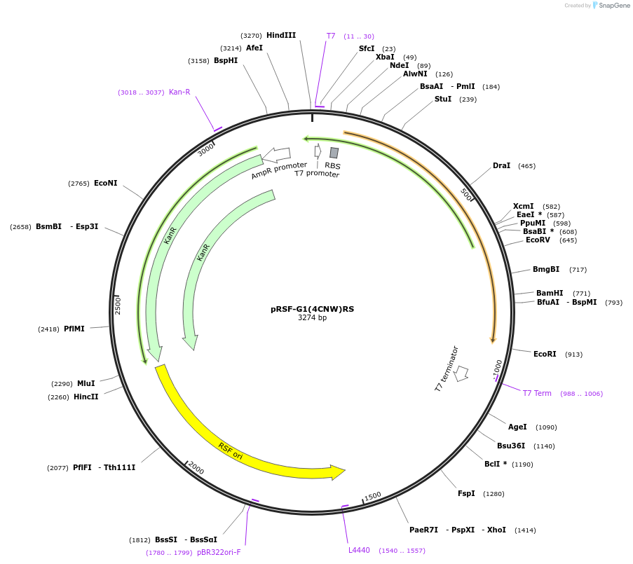 222871-plasmid-map-sequence-id-446767