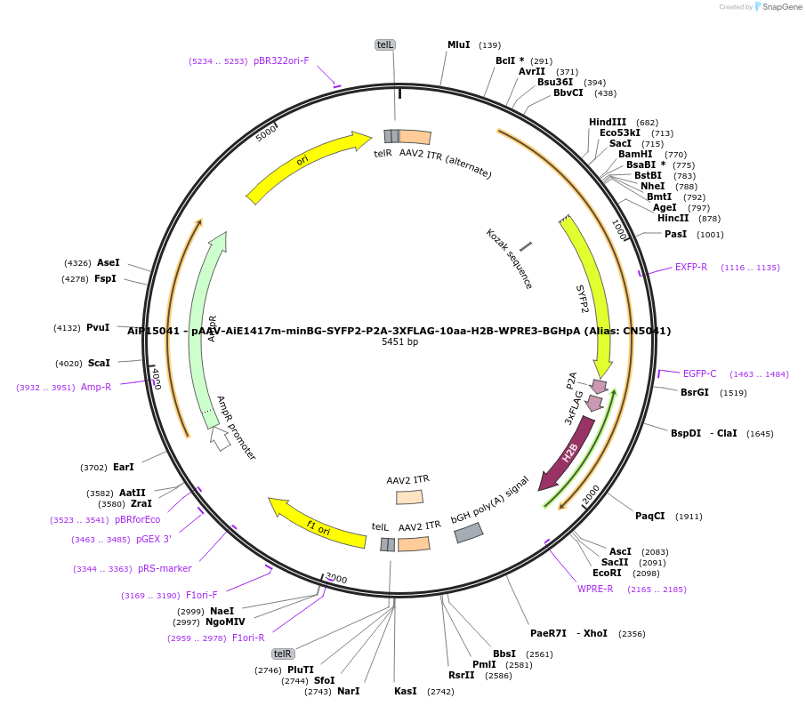 224187-plasmid-map-sequence-id-446773