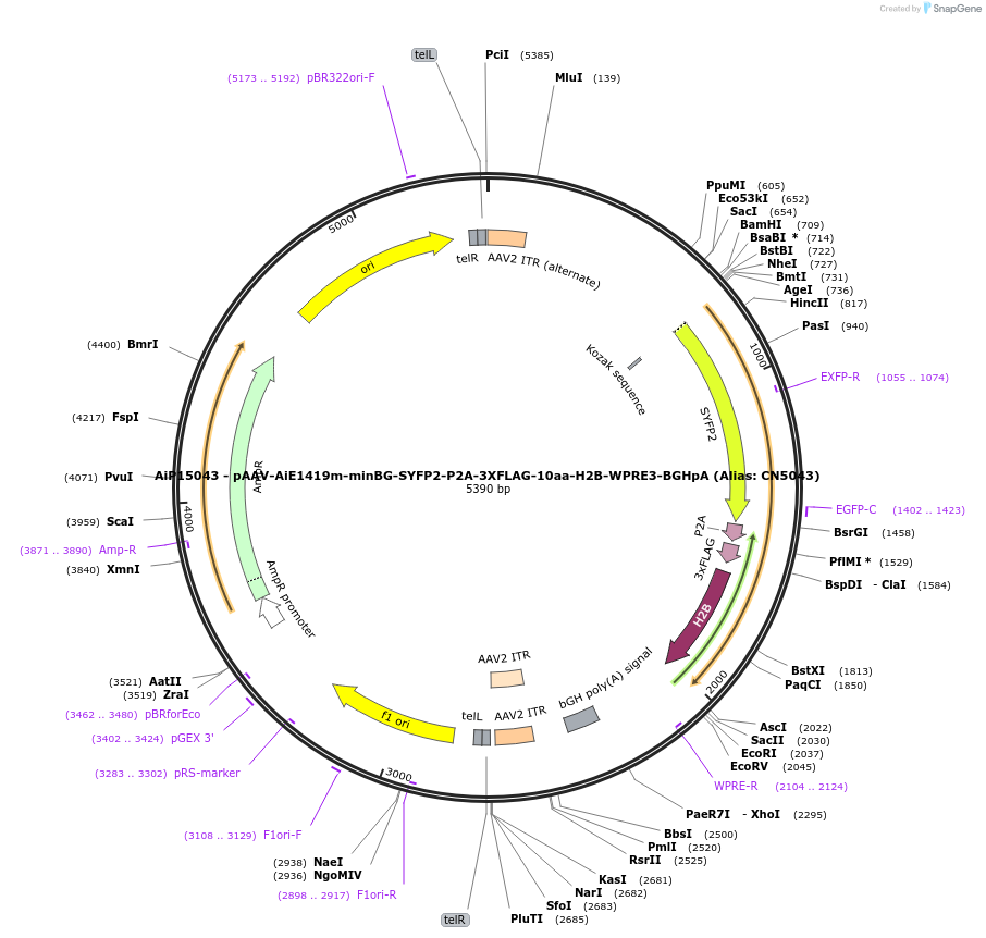 224189-plasmid-map-sequence-id-446774