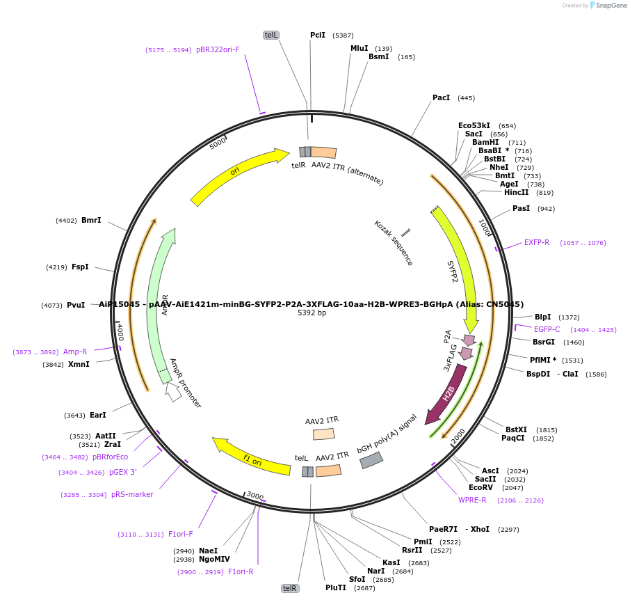 224190-plasmid-map-sequence-id-446776